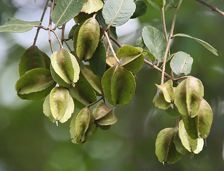 TERMINALIA ARJUNA